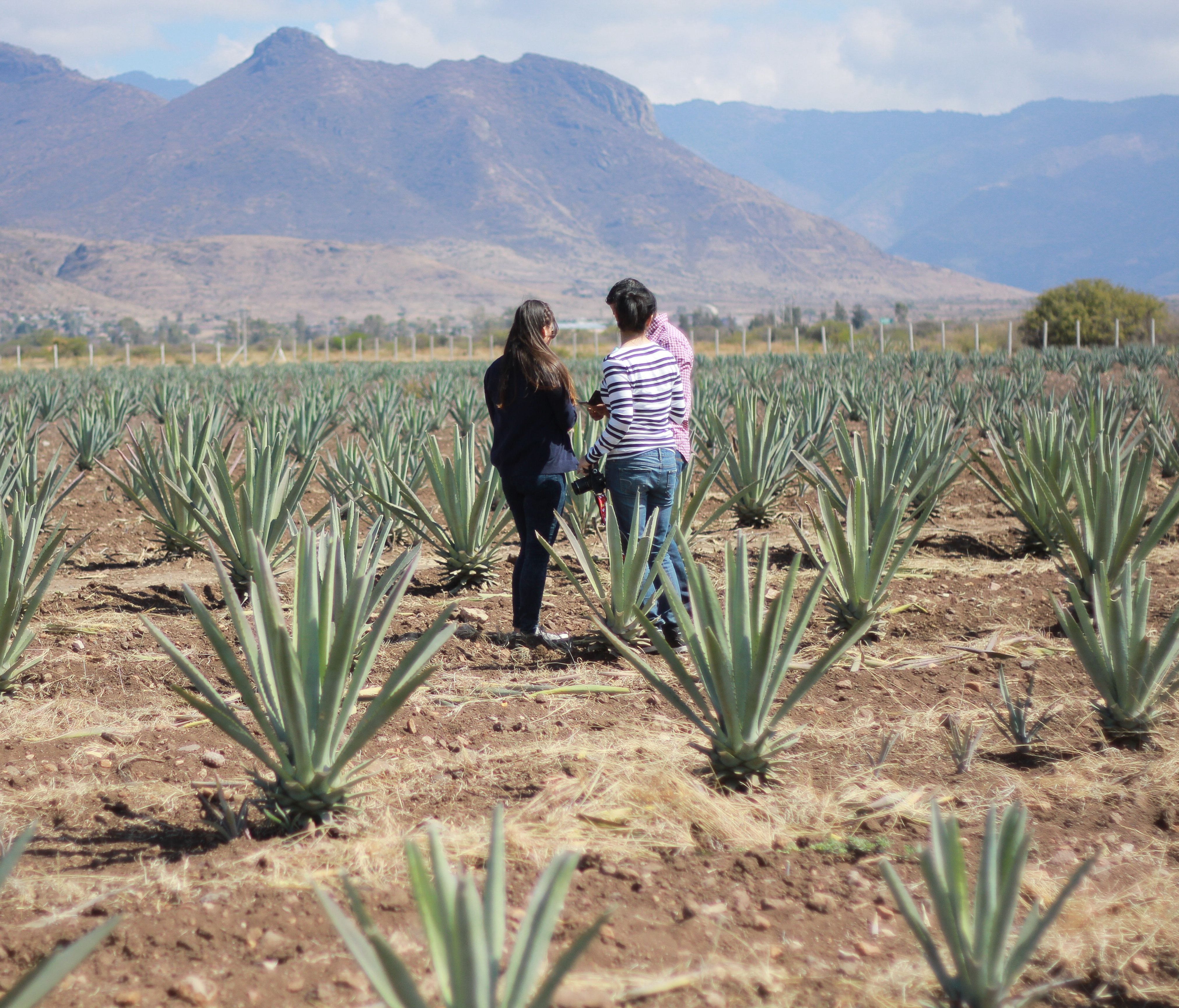 Guests on a Oaxacking tour can of course see agave fields. Email oaxacking@gmail.com to inquire.