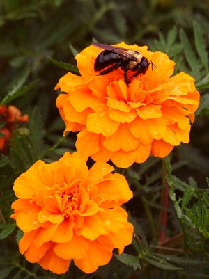 
Marigolds aren’t just for spring. In fact, they perform better in late summer and fall. 
