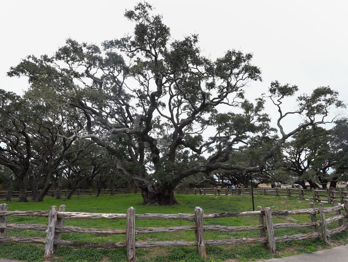 Rockport's Big Tree through the years