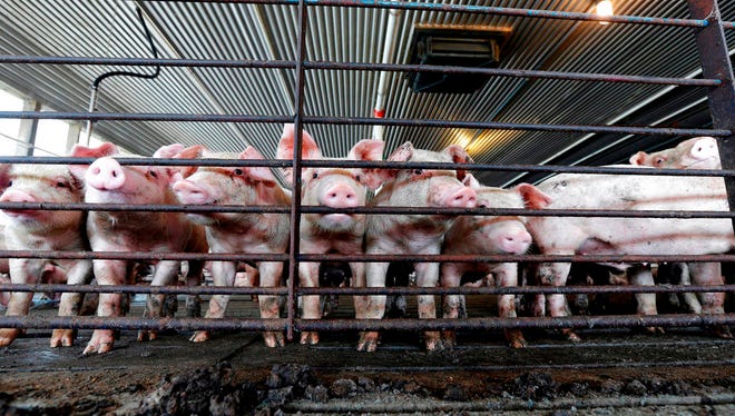 Young hogs stand by a gate at a confined feeding operation. Gannett News Service