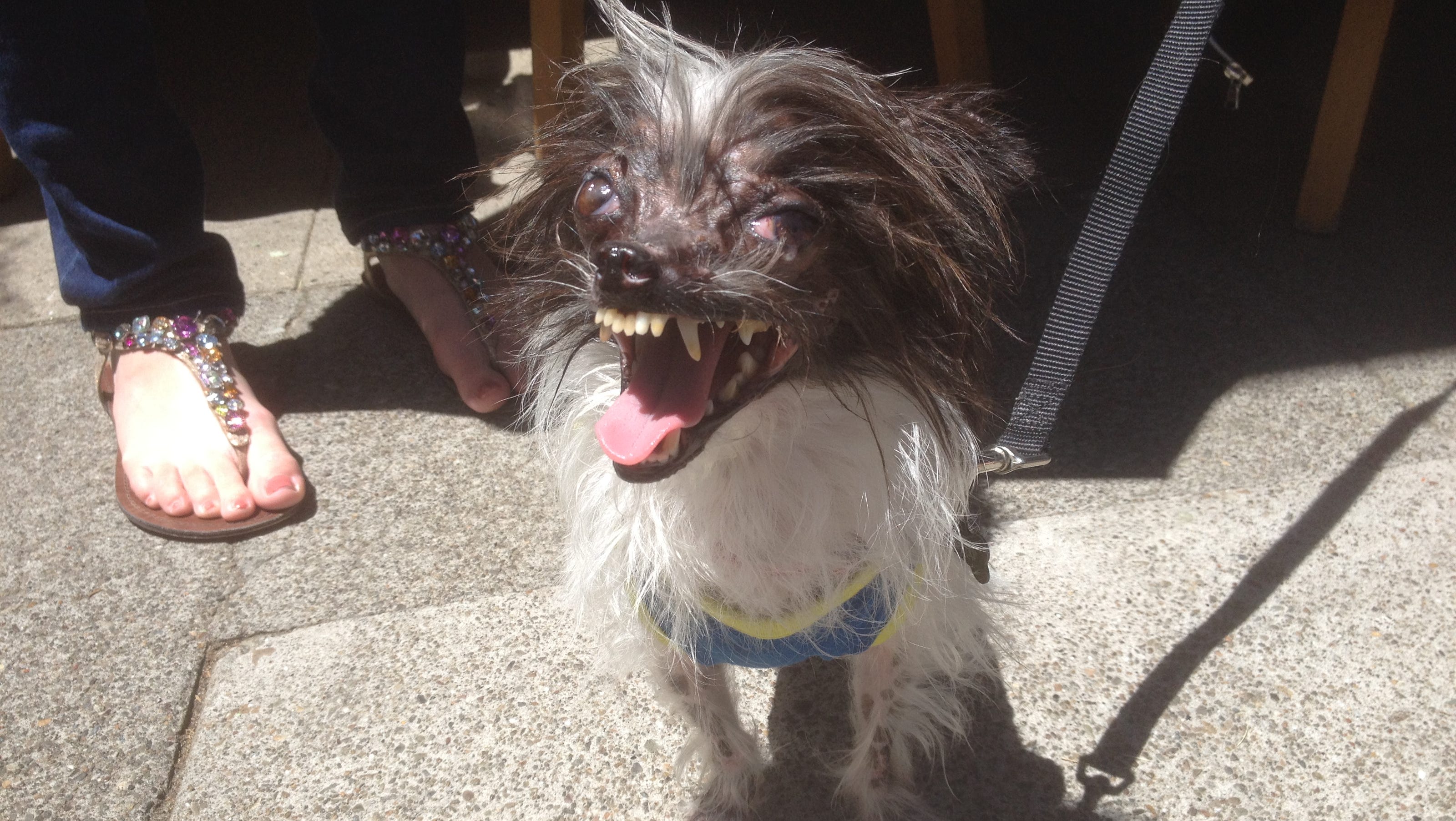 Embracing The Ugly At The World S Ugliest Dog Contest