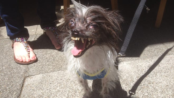 Peanut, a 2-year-old-mutt, was this year's winner at the 26th annual World's Ugliest Dog Contest held in Petaluma, California Friday, June 20.