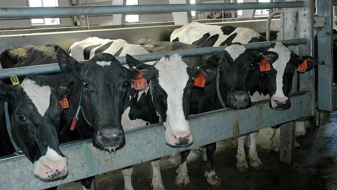 Milking parlor data can be used to evaluate the people, equipment and cows to effectively improve dairy performance.