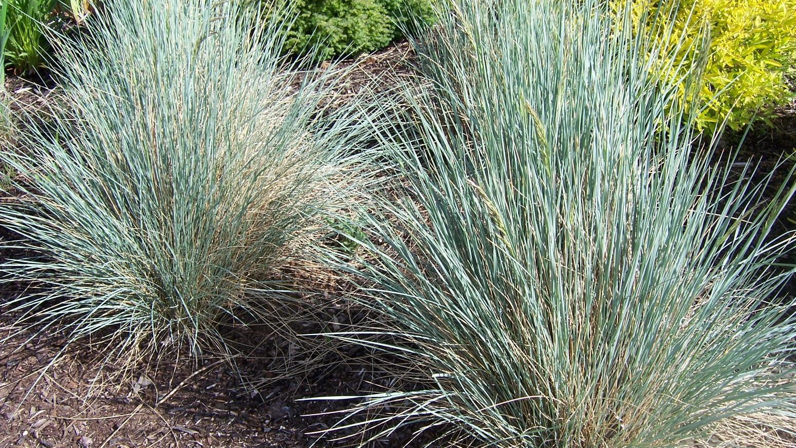 Make ornamental grass greener on your side of the fence