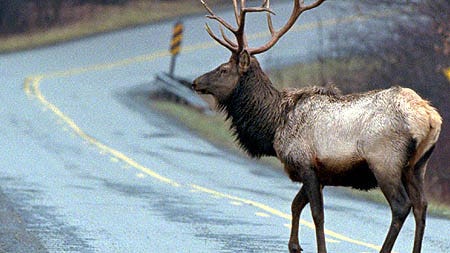 A total of 89 elk were harvested during the most recent Pennsylvania general elk season. Those hunting antlered elk, or bulls, had a 100% success rate, going 27 for 27.