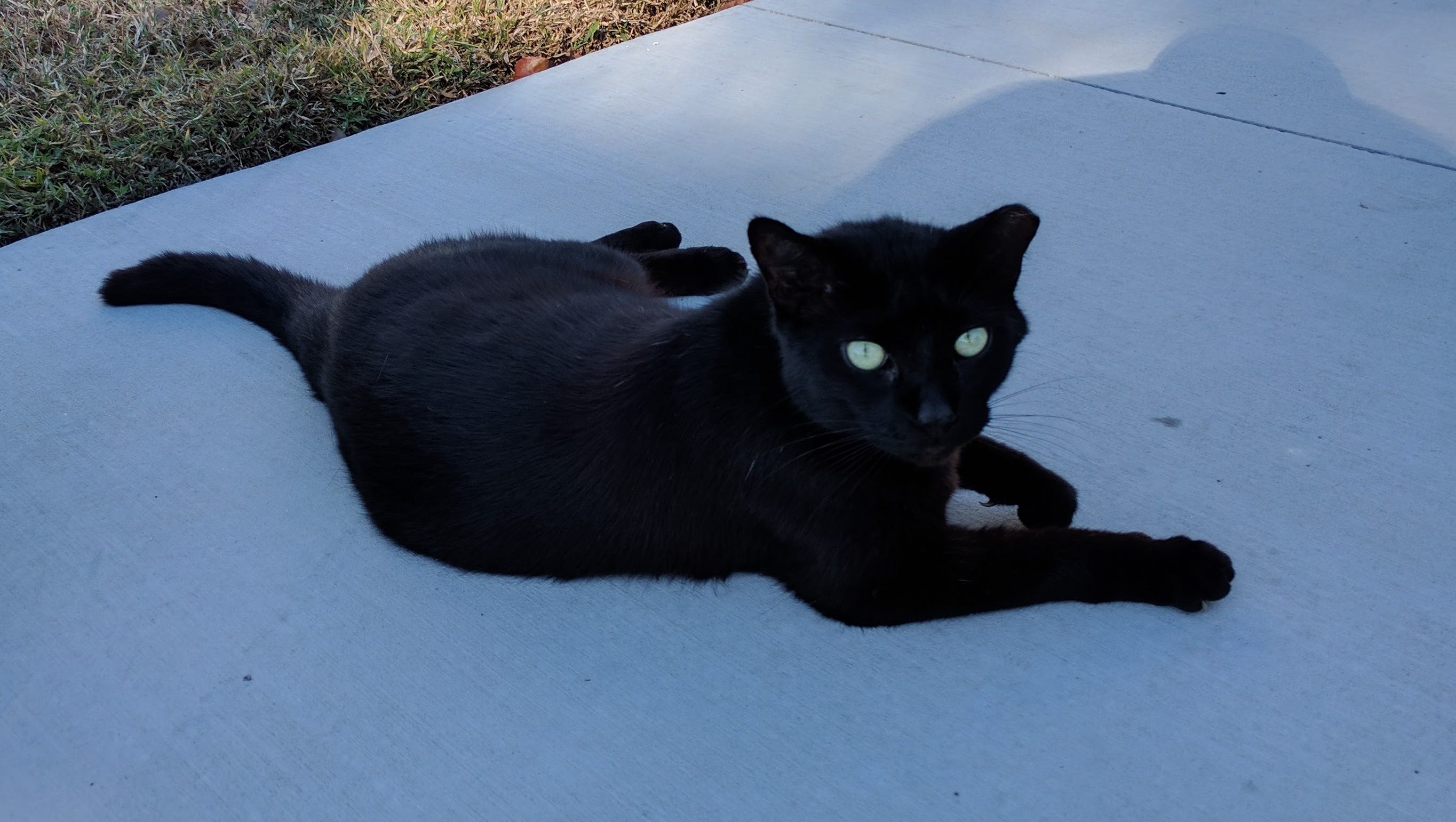His Museum Is Gone Now Little Cat Bear Needs A New Home