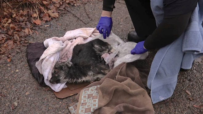 The wrapping covered most of the pooch, believed to be a male German shepherd mix younger than a year old.