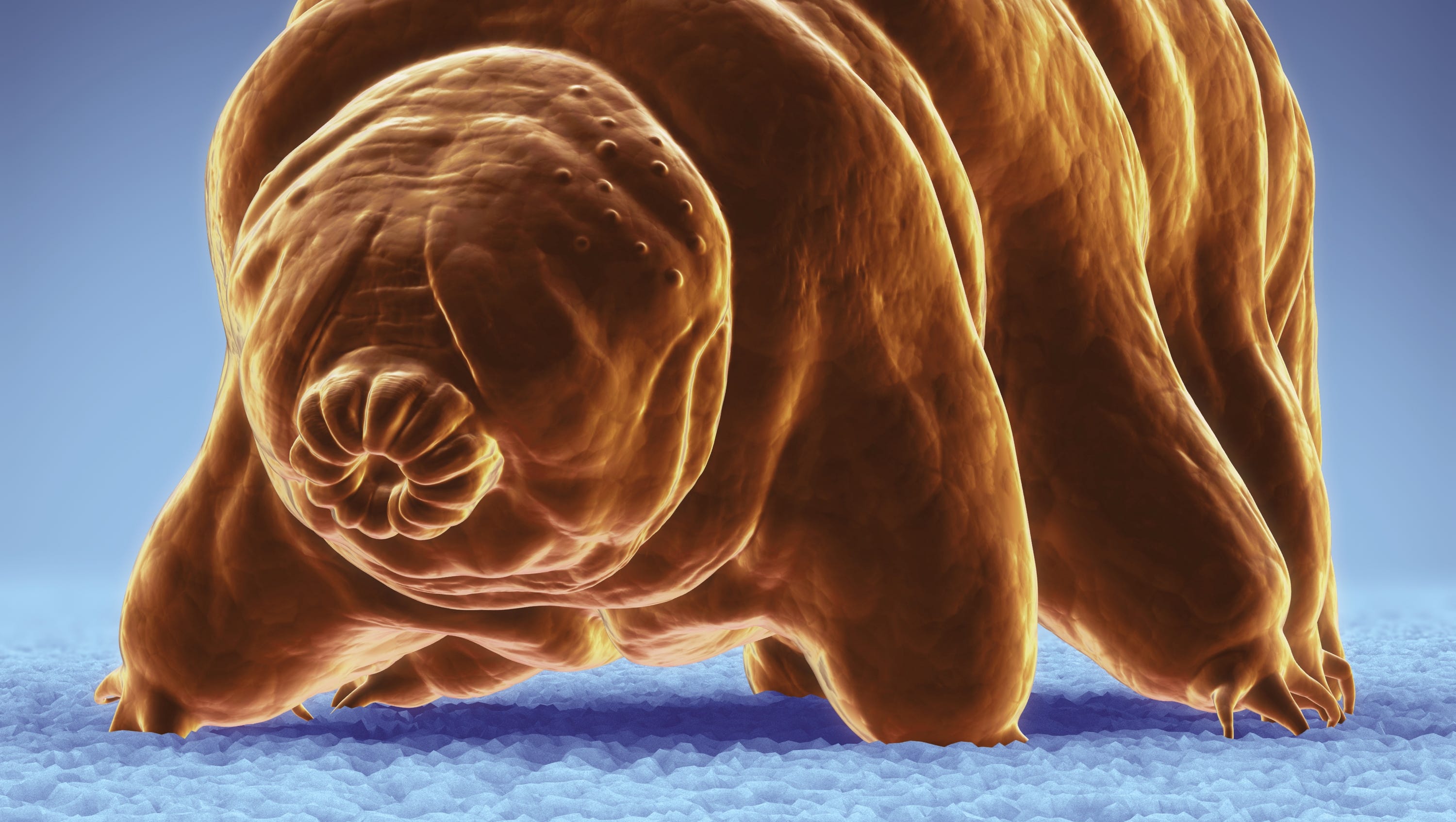 Tardigrades: The species that will live to the end of the world