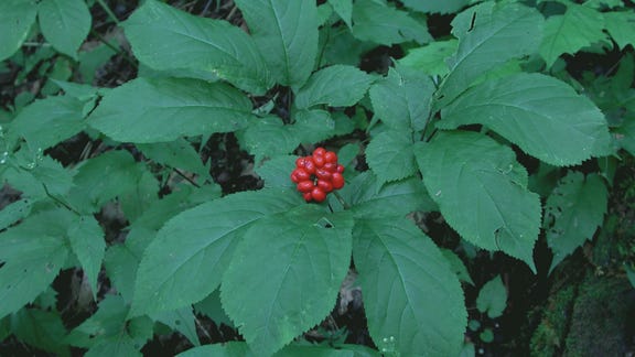 How do you find people to buy your fresh-harvested ginseng?
