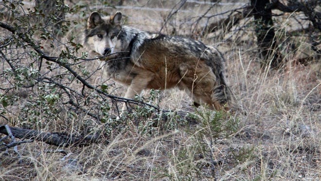 Un loup gris mexicain en voie de disparition est entré dans la nature après que la Commission nationale des zones naturelles protégées du Mexique a libéré une meute de cinq loups de captivité en février 2018.