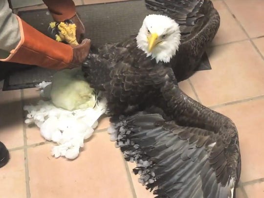 Hundreds Gather In Michigan To Watch Rescued Eagle Release