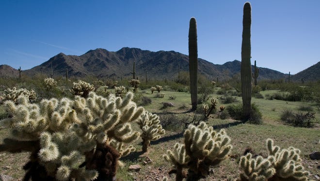 Teddybear cholla and saguaro cactus grow in abundance in the Sonoran Desert National Monument near Gila Bend.