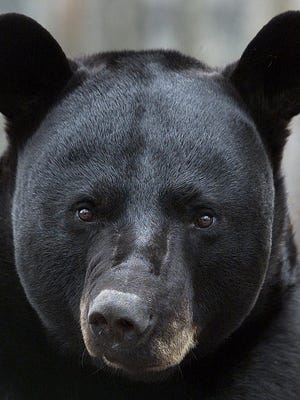 Florida wildlife officials removed a black bear roaming just blocks from Doak Campbell Stadium Wednesday morning.