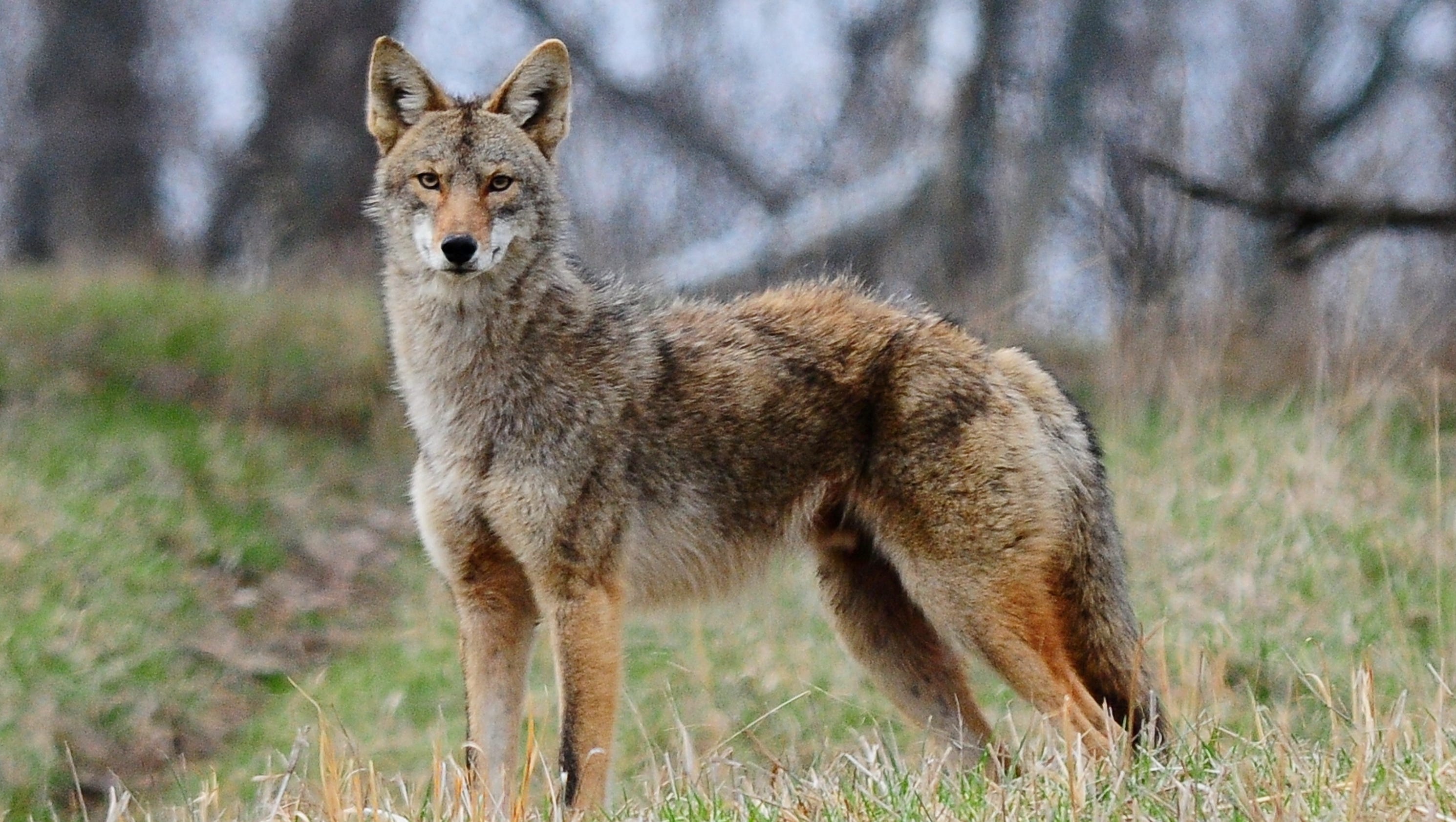 NKY coyotes sightings becoming more prominent