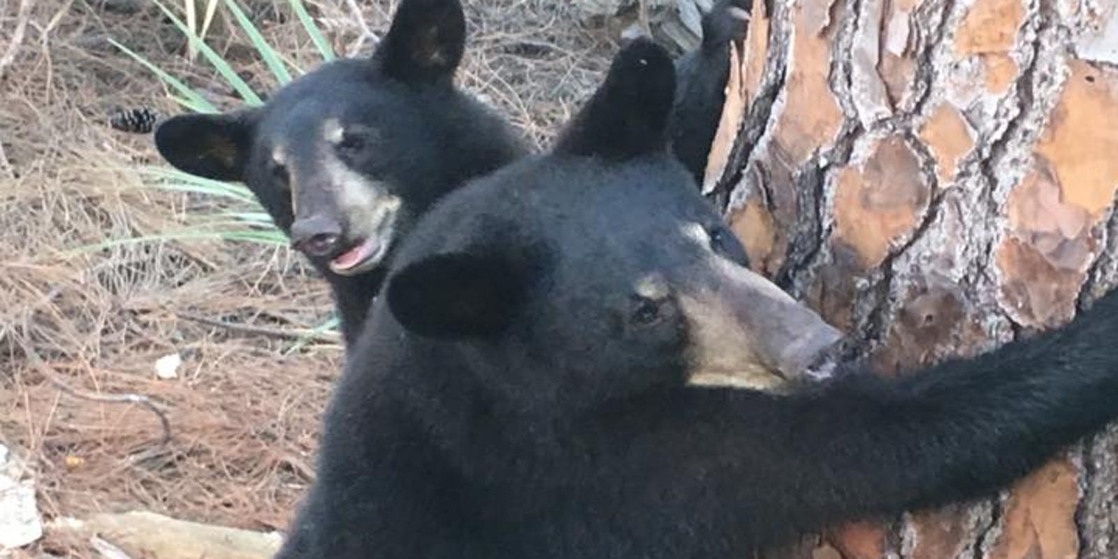 Bears spotted frolicking in the woods near Zookies Sports Bar in Naples