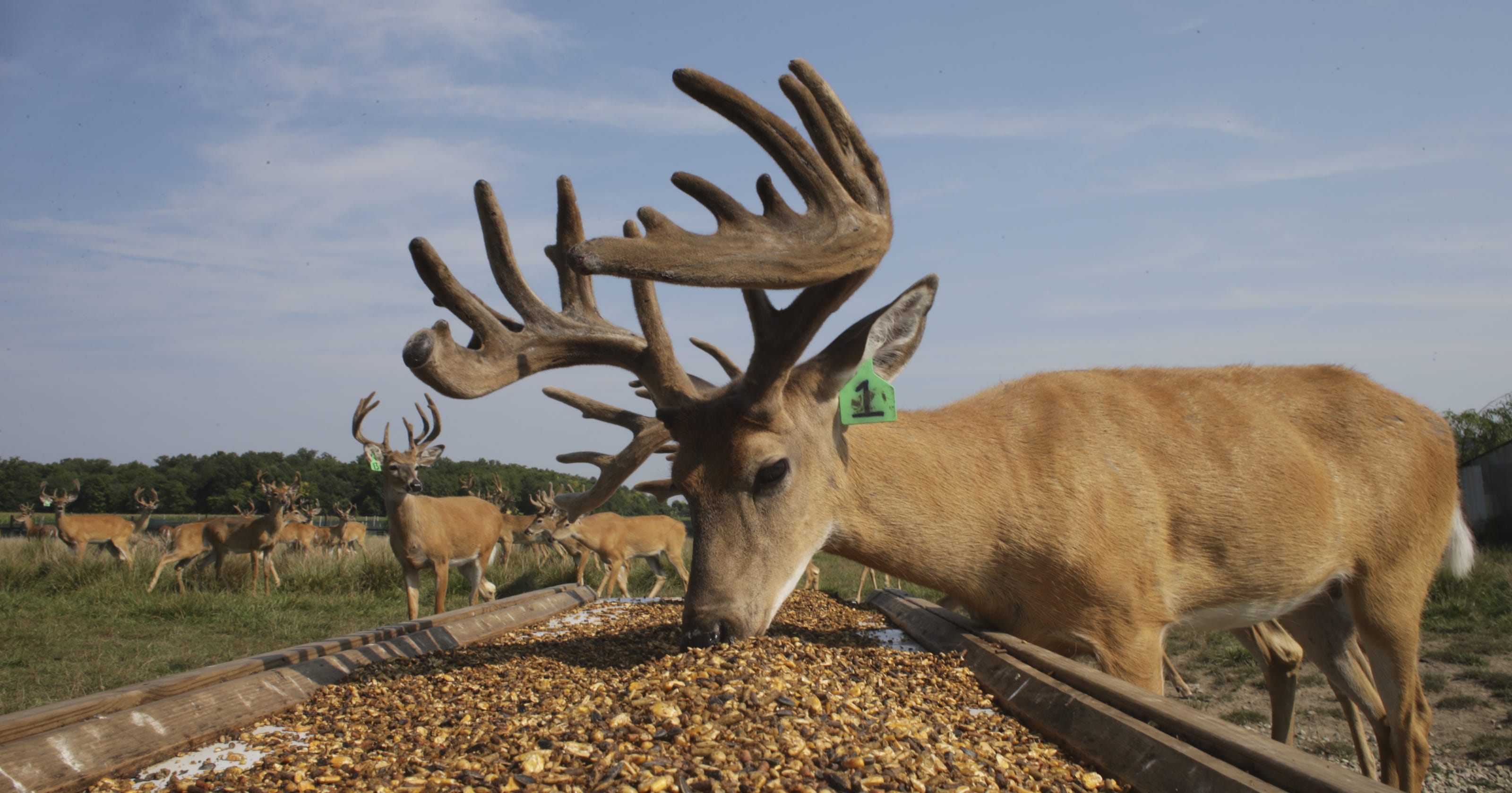 Trophy deer industry means big bucks in Ohio