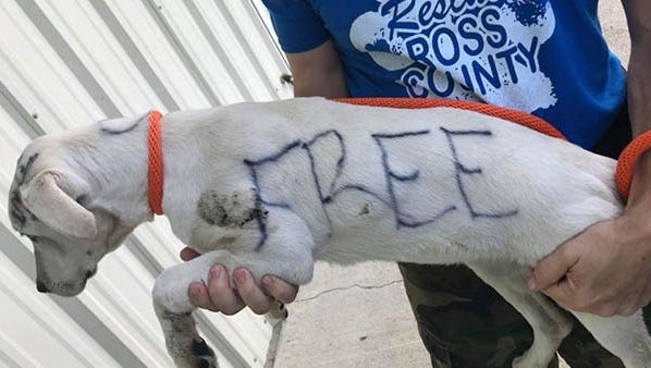 craigslist cincinnati free dogs