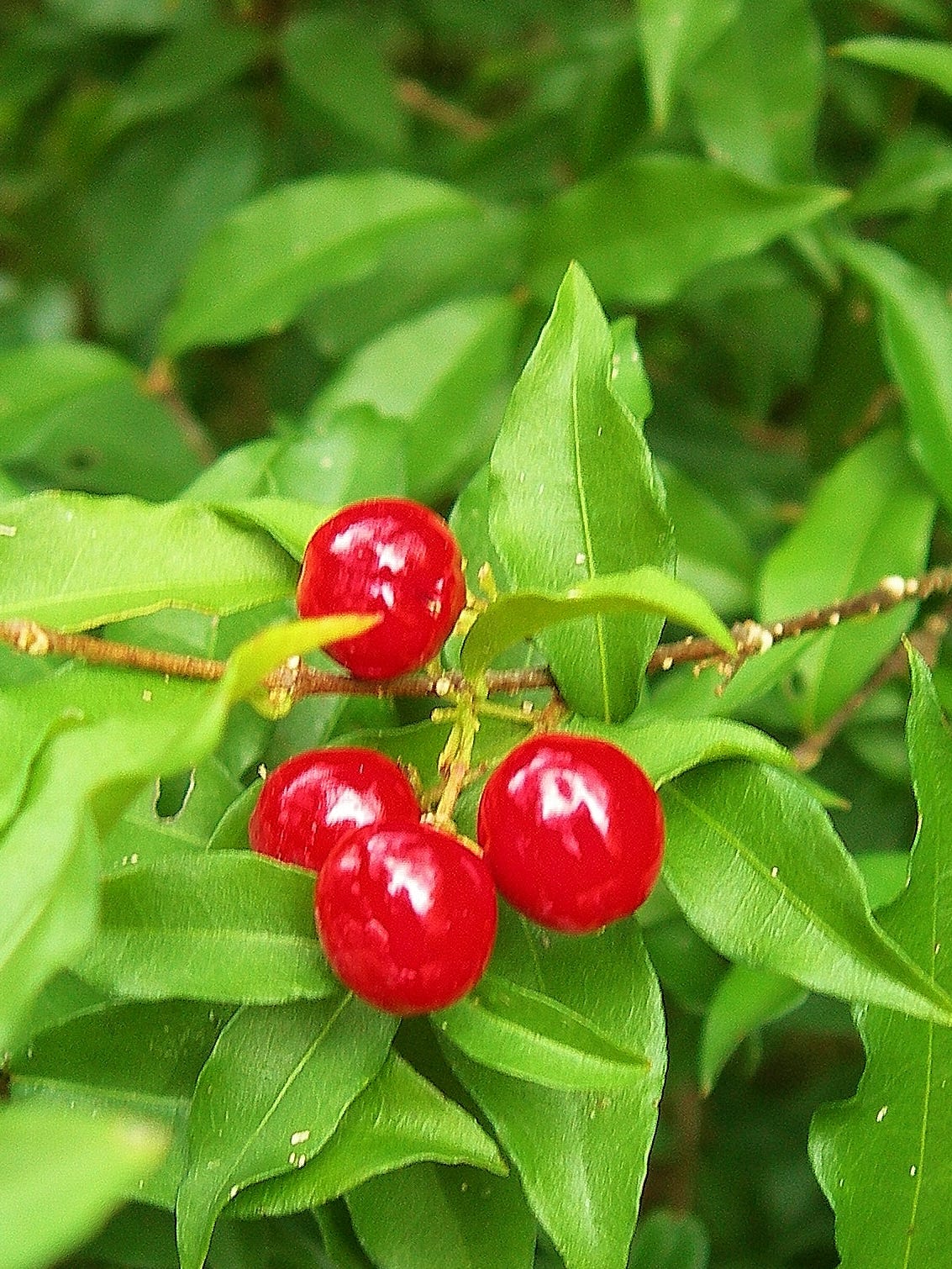 West Indian Cherry Is Double Duty Plant For Treasure Coast Landscapes Japanese square, where there are more than 30 cherry trees around the square which were sent by the japanese in india, the cherry blossom is an attraction as well, most notably in himalayan states like himachal pradesh. west indian cherry is double duty plant