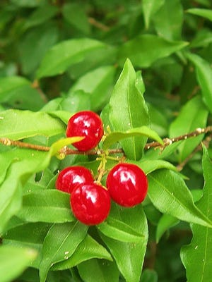 West Indian Cherry is another double duty plant for Treasure Coast landscapes. It is a lovely large shrub which provides edible, nutritious fruit. It has a very high ascorbic acid content and is a natural source of Vitamin C.
