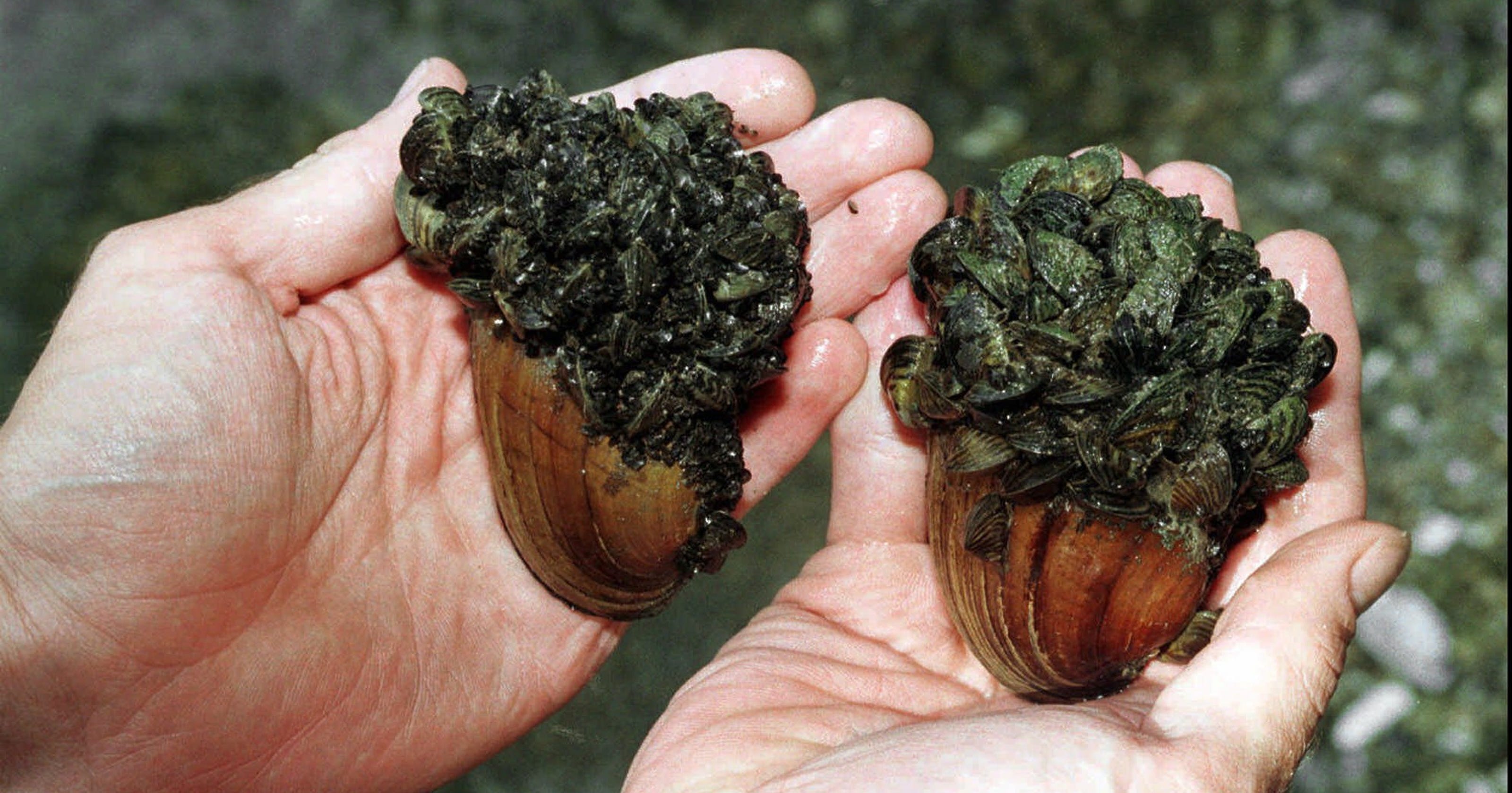 Michigan has new weapon against invasive zebra and quagga mussels