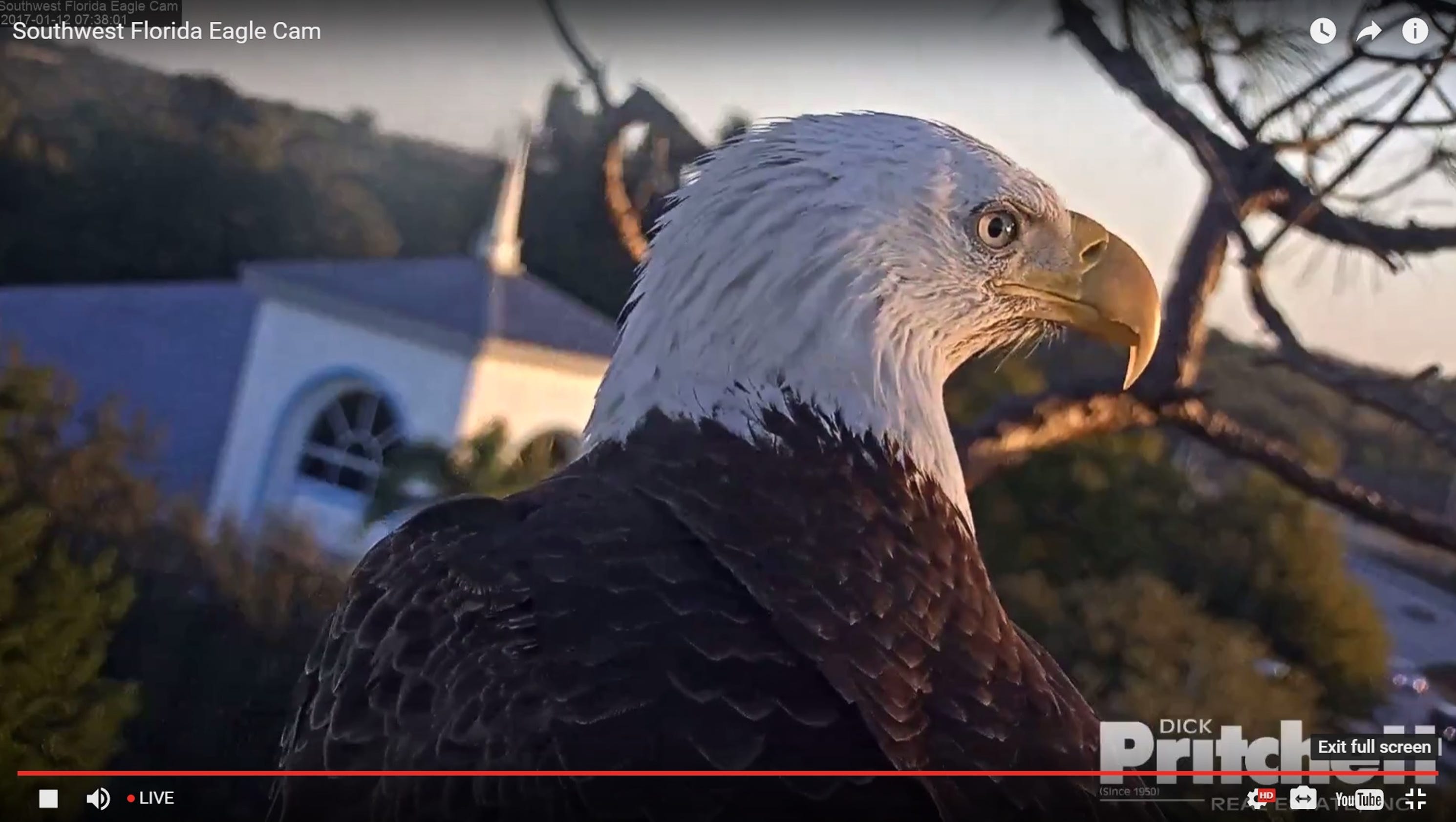 Screenshots: Southwest Florida Eagle Cam
