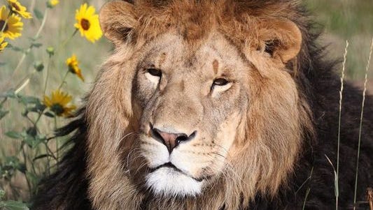 Cana, the lion, enjoying his flowers.