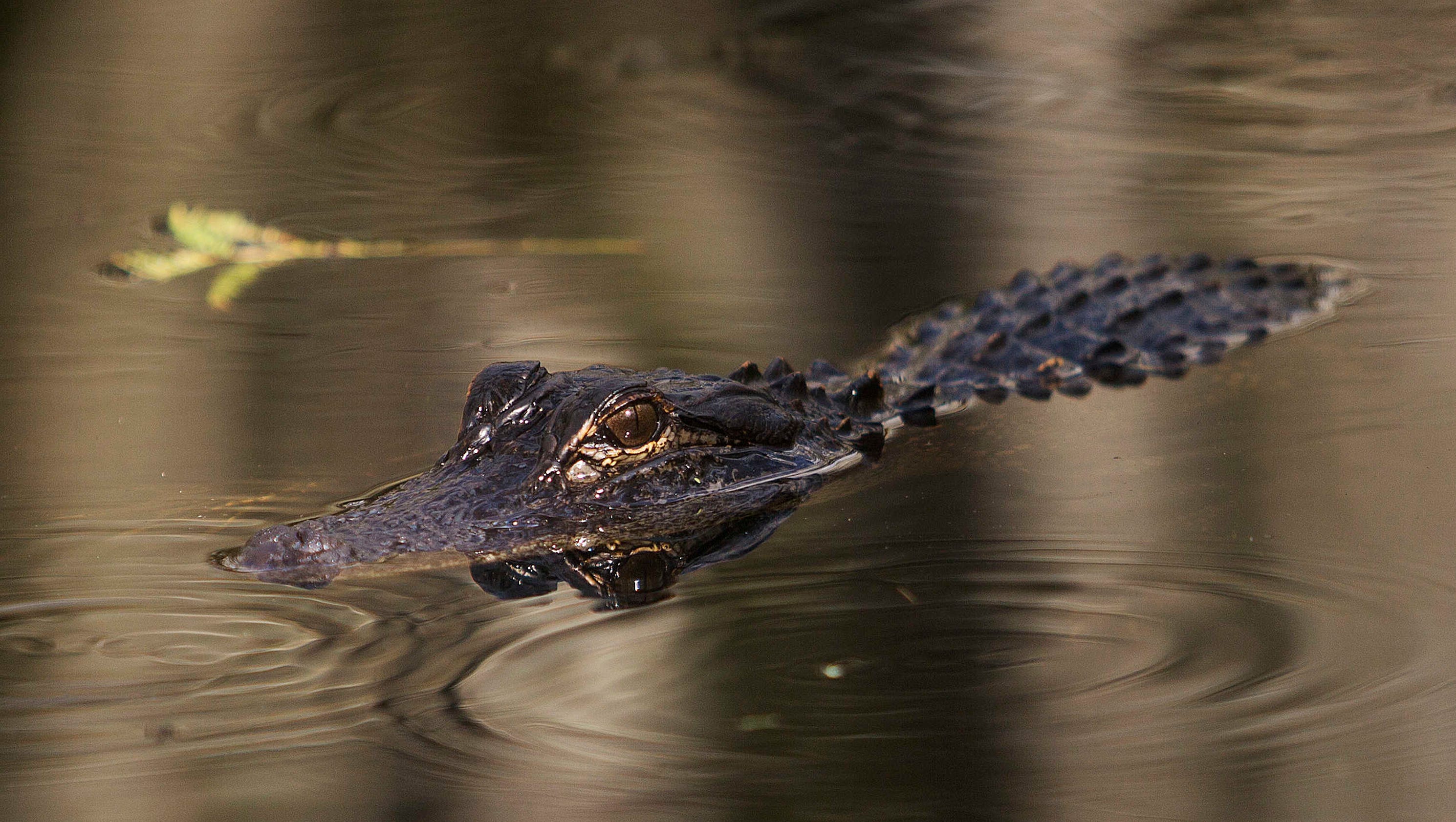 List Florida's 24 fatal alligator attacks since 1973