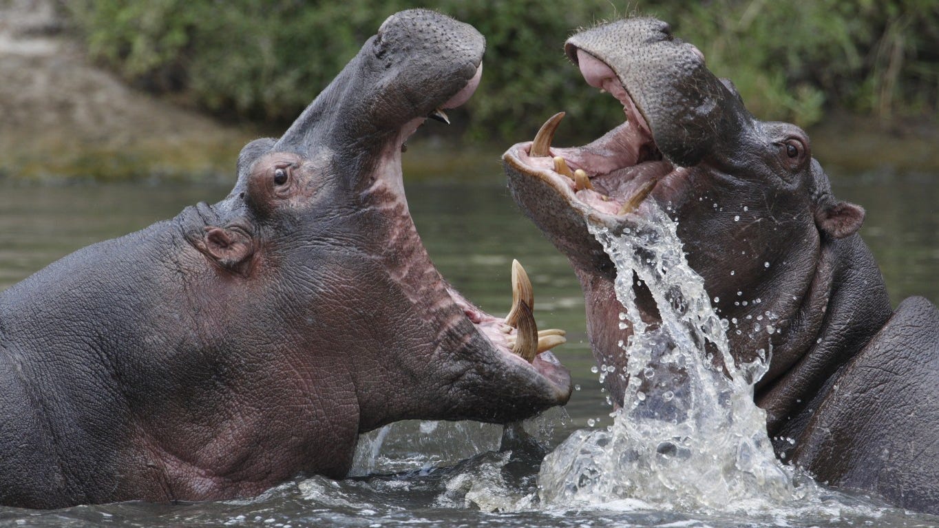 Are hippos dangerous ? And if so, why? What to know. Are hippos dangerous ? And if so, why? What to know.