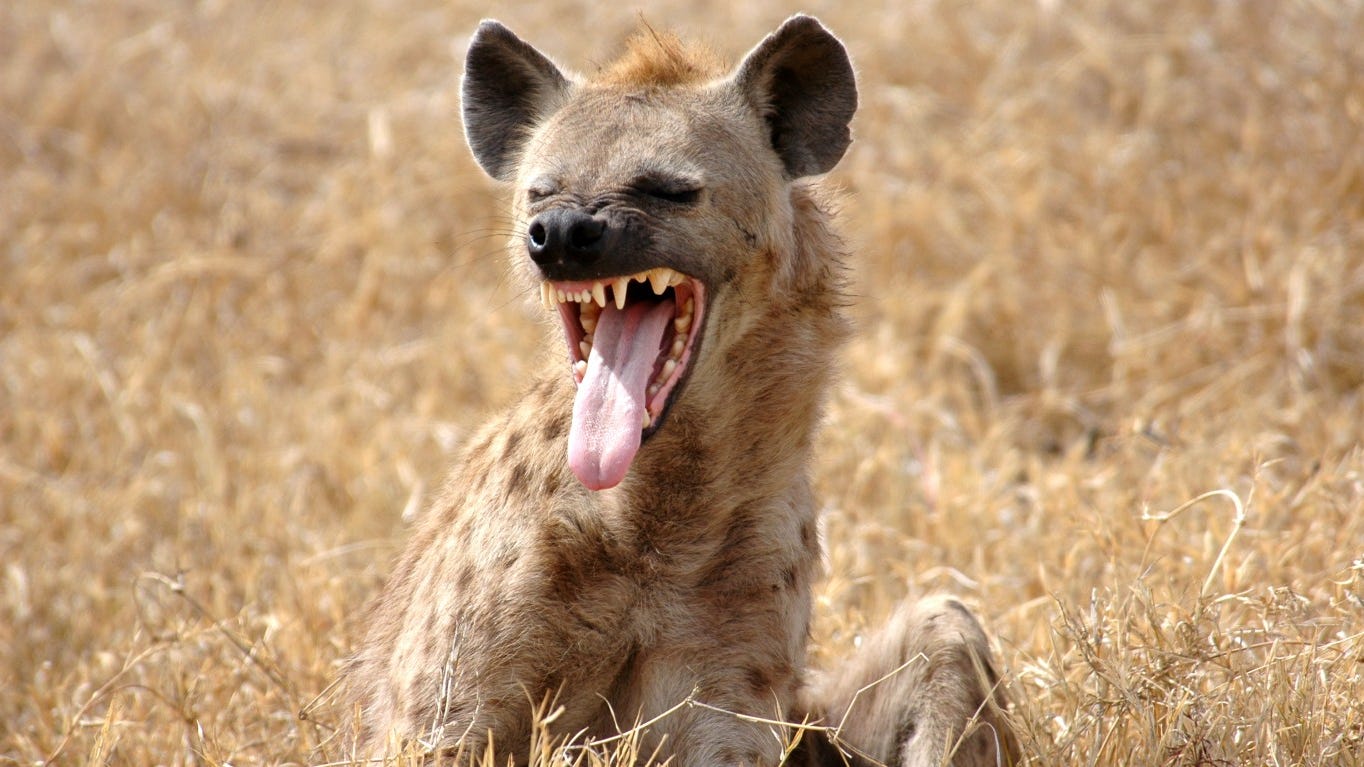 Are Hyenas Canines