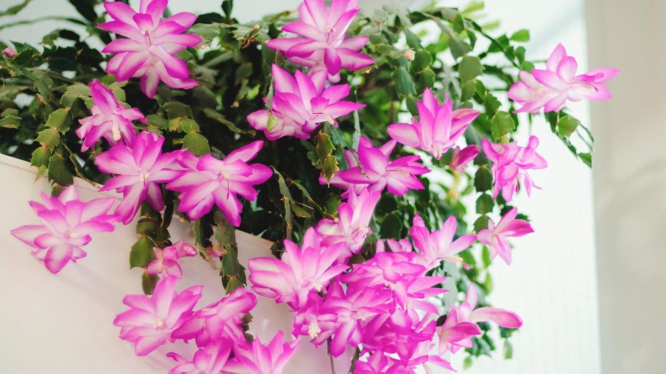 How to get Christmas cactus to bloom