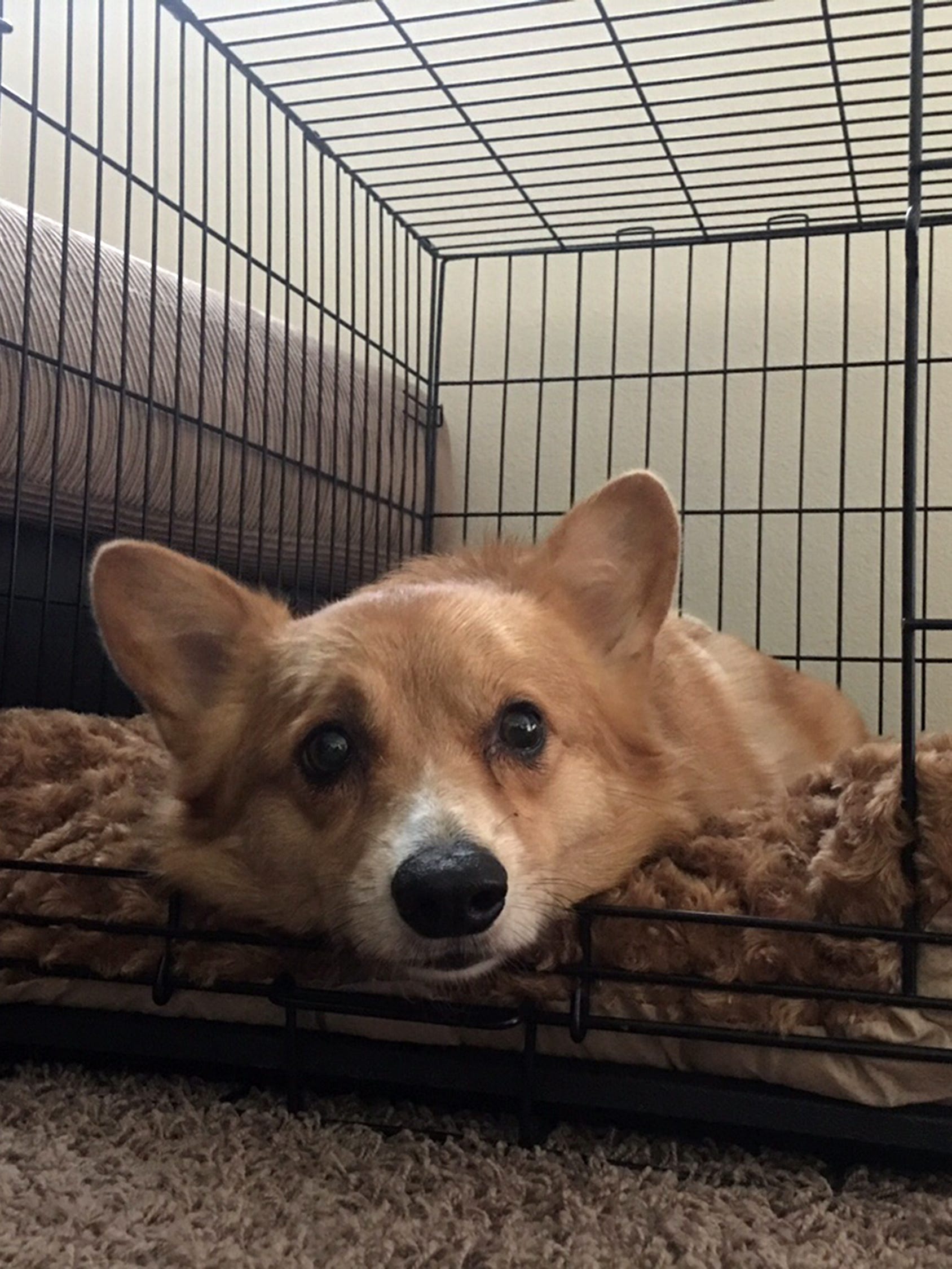 Groomer Kicks Dog Breaks Its Ribs Police Say