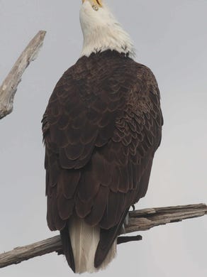 Famous bald eagle Harriet's second eaglet hat