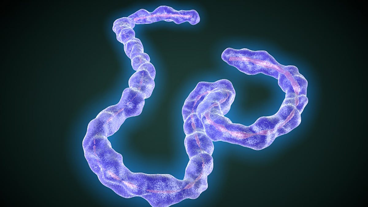 Deadly Marburg Virus Confirmed In Guinea After Ebola Outbreak Ends