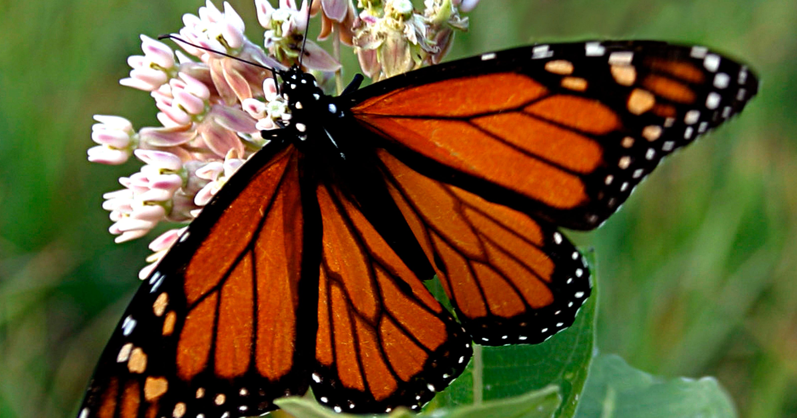 Species Spotlight Monarch Butterfly