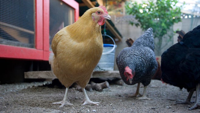 Tour de Coops. Buff Orpington (gold) hen, Plymouth Barred Rock (grey/white) hen, Unsure of third (black) hen owned by Robert Andrews and Cynthia Cielle.