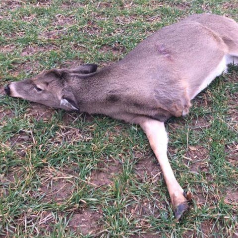 Three-legged deer found shot dead near road in...