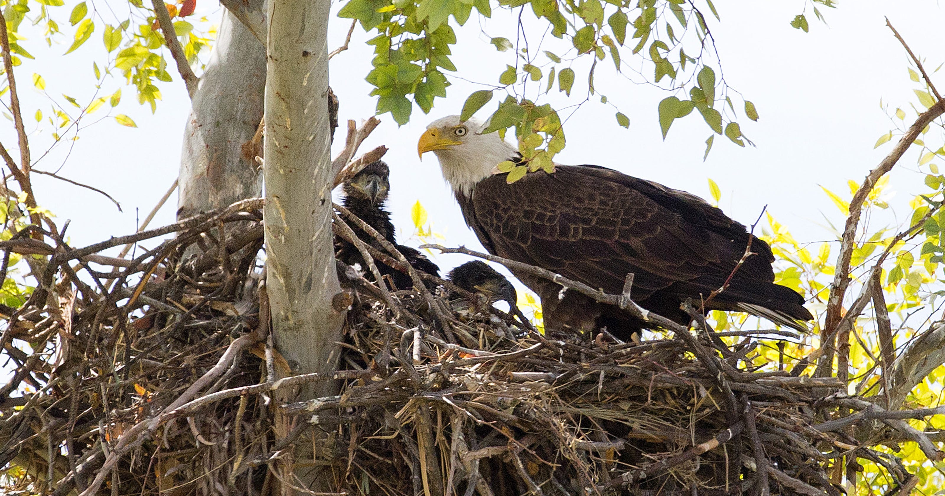 Bald eagle breeding season puts restrictions on Arizona lakes, rivers