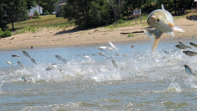 In this June 13, 2012, photo an Asian carp, jolted by an electric current from a research boat, jumps from the Illinois River near Havana, Ill., during a study on the fish's population.