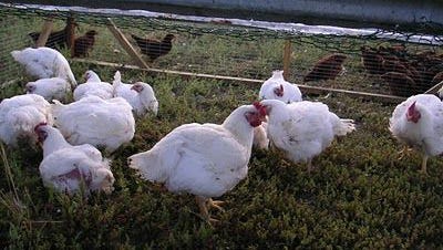Animal rights activists took three chickens from Long Shadow Farm in Berthoud, Colo., on Sunday, Sept. 17, 2017. This photo shows some of the farm's pasture-raised chickens.