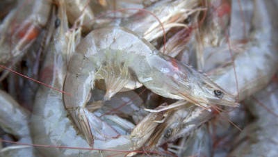 As the inshore brown shrimp season closes in Lafourche and Terrebonne parishes, shrimp prices are up.