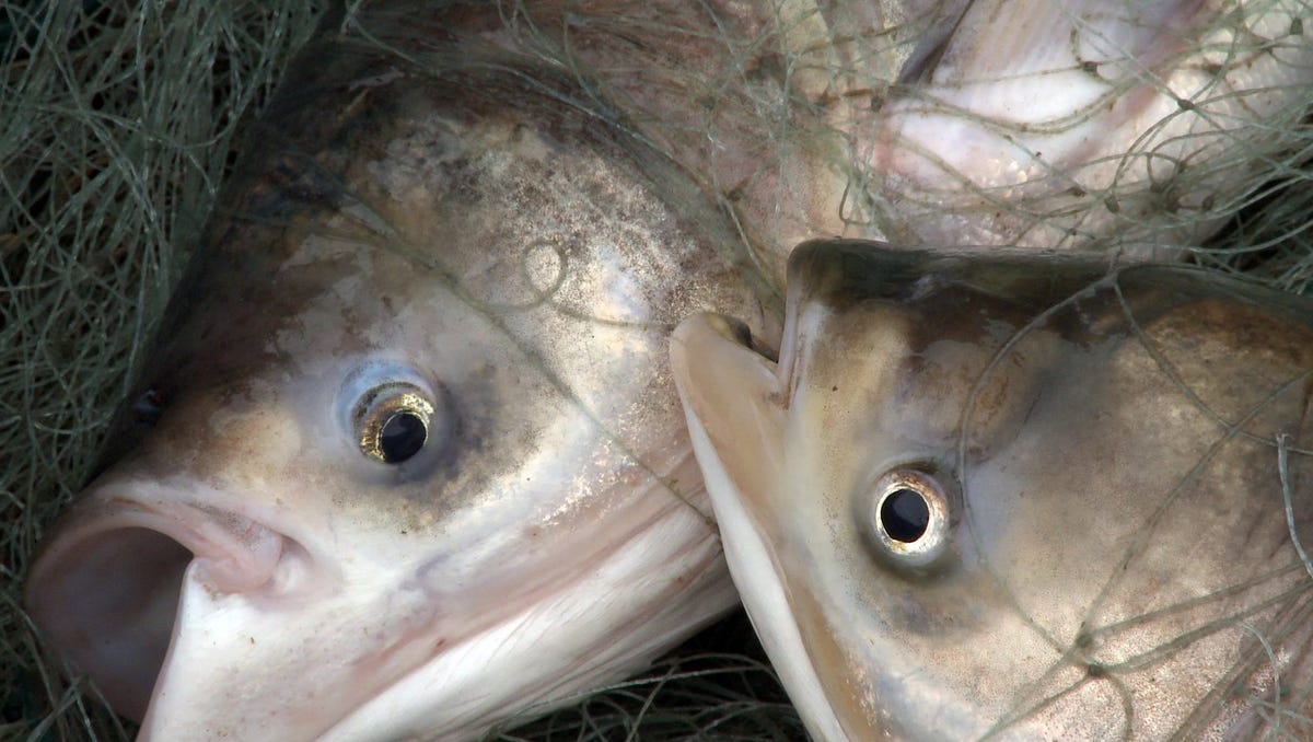 Trump signs memo to keep Asian carp out of Great Lakes