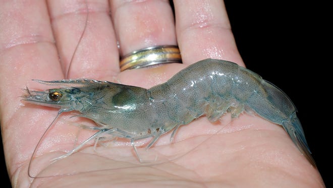 A shrimp from an indoor farm in Las Vegas that is similar to the operation being set up in Pierz.