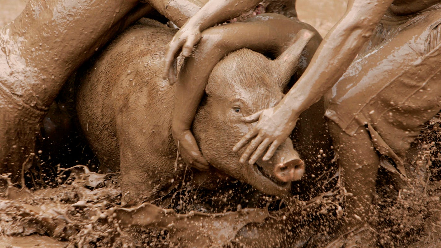 Protesters sling mud at Wisconsin 'Pig Rassle'1600 x 800