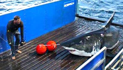 Mary Lee, a white shark, when she was tagged by OCEARCH on Sept. 17, 2012.