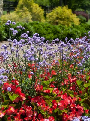 Meteor Showers verbena creates a floating cloud of blue flowers above these showy Viking begonias.