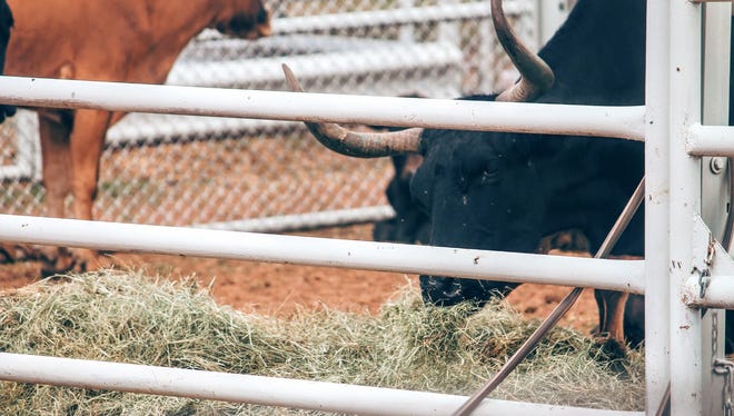 A bull grazes on some hay at the Otero County Rodeo Arena Wednesday afternoon. Members of the People of Ethical Treatment of Animals (PETA) believe animals such as bulls are treated inhumanely at rodeos. A group of animal advocates will be peacefully protesting outside the fairgrounds entrance to raise awareness.