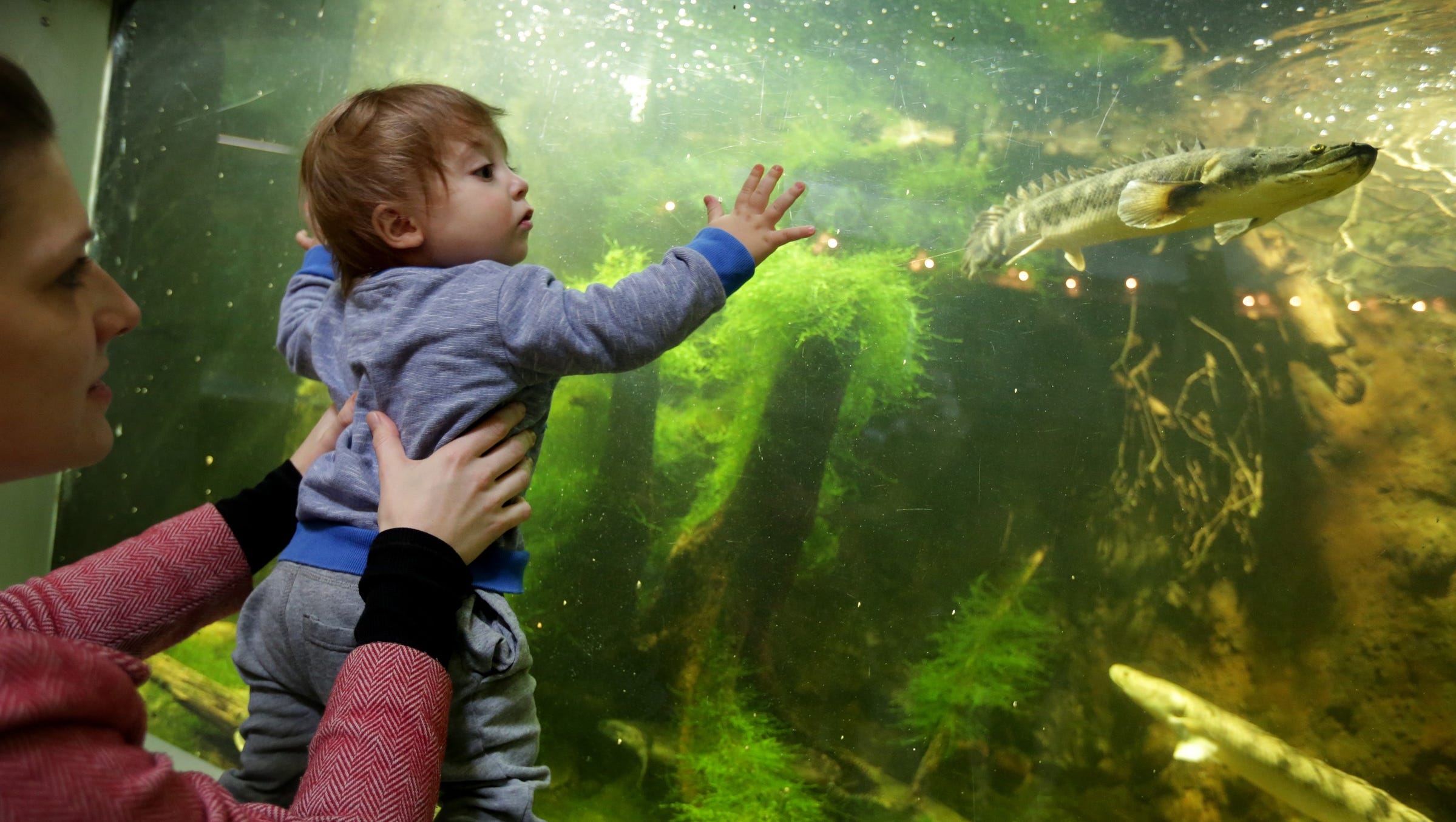 Once a speakeasy, Detroit's Belle Isle Aquarium hides two exotic fish