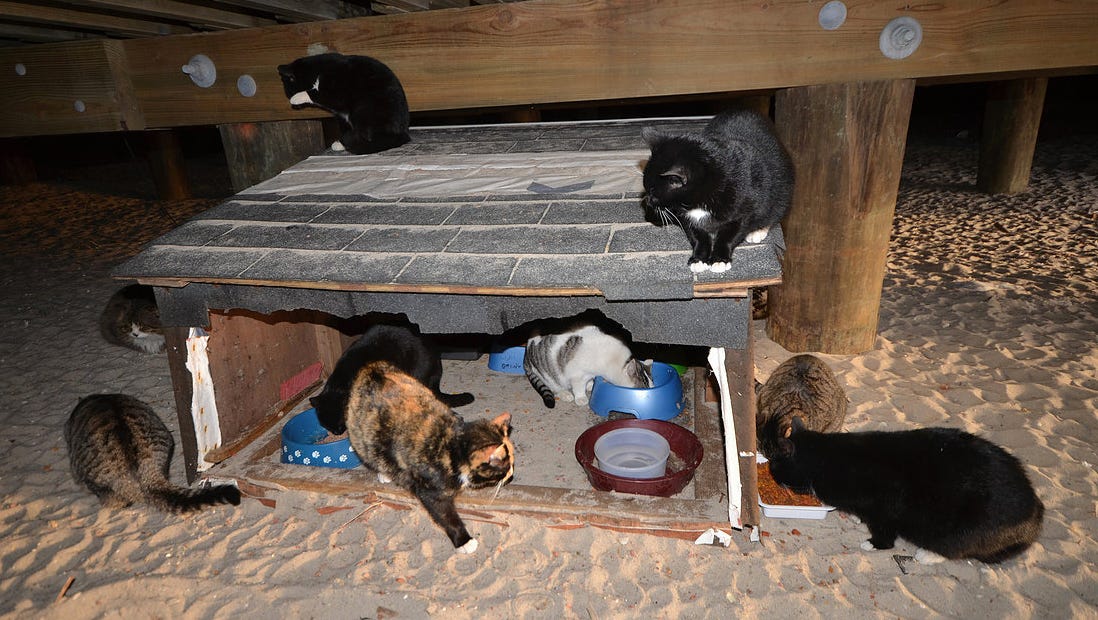 Haverstraw Leads By Supporting Feral Cat Spay Programs
