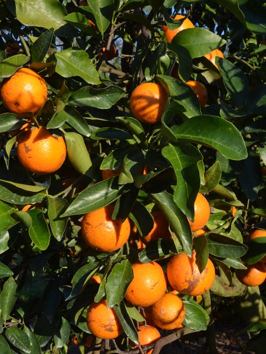 Florida orange forecast down 21 percent after Irma