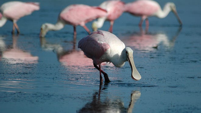 Roseate spoonbills search for breakfast in the shallow lagoon between the park HQ and the Gulf of Mexico. Tigertail Beach draws serious bird photographers with natural beauty, good access and plentiful wildlife.